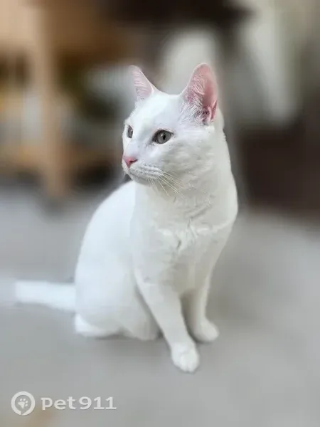 Lost cat, Lakeview Avenue, 14, Village of Lake Grove, Nesconset — male, all white, wearing a navy blue collar with a bell - photo