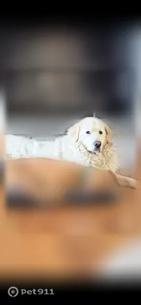 Lost dog, Waldo Road, 23, Town of Pawling, Wingdale - female Great Pyrenees - photo