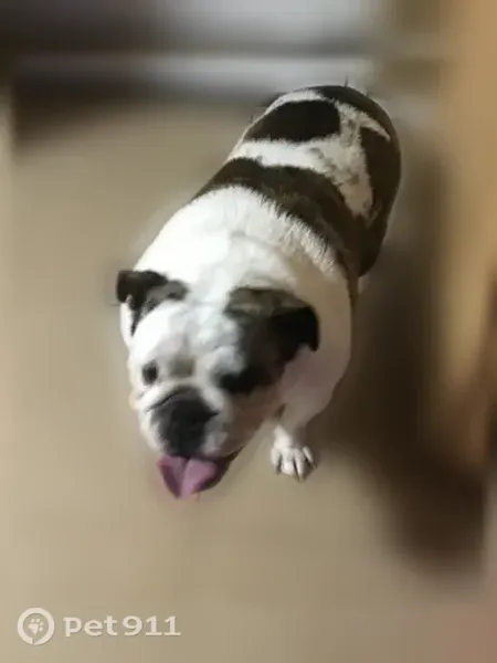 Lost dog, South 3rd Avenue, 828, Edinburg — older, spayed - photo