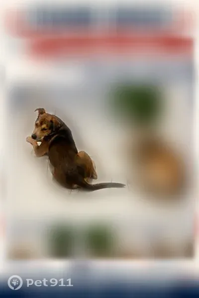 Found dog, West Rancho Drive, 8727, Glendale - 2 male dogs, medium size - photo