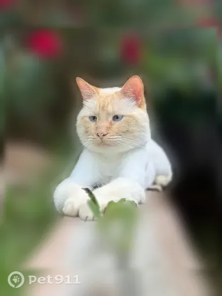 Lost cat, West Evans Avenue, Lakewood — white with some orange, blue eyes a little crossed - photo