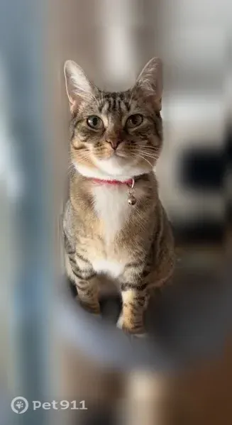 Lost cat, Twin Heron Court, 3197, Fort Collins — female, small, friendly - photo