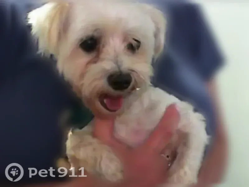 Lost dog, South Smallwood Place, 299, Charlotte - photo