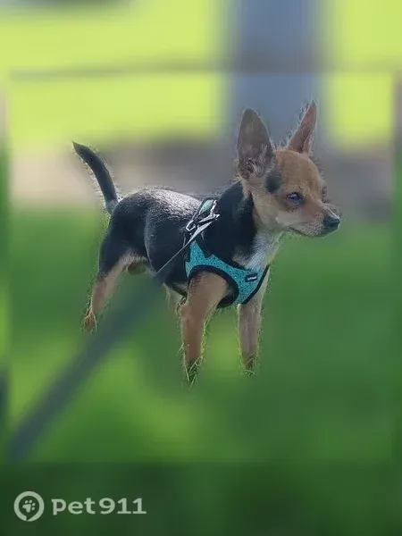Lost dog, Raleigh Street, 7499, Westminster - male Chihuahua - photo
