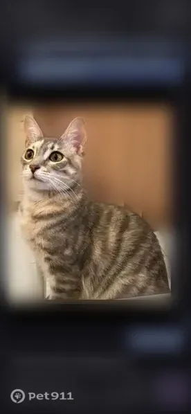 Lost cat, Mt. Davidson Drive, San Jose — female grey tricolored tabby, very skittish - photo