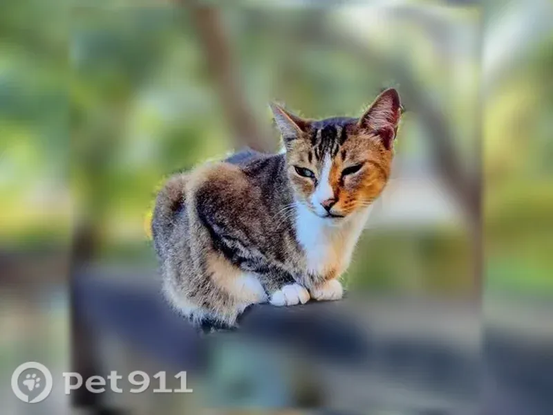 Lost cat, Bayou Boulevard, 4301, Pensacola - female, multi-colored with stripes - photo