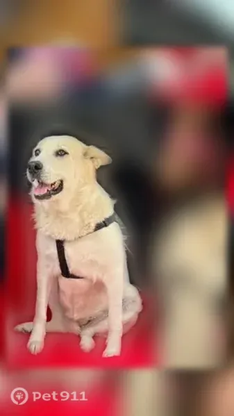 Lost dog, East Sioux Road, 325, San Juan - female, white with light brownish spots - photo