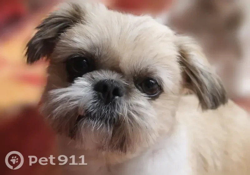 Lost dog, Cloister Lake Lane, Boca Raton - small brown and white Shih Tzu - photo