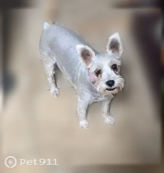 Lost dog, Geyser Drive, El Paso - small silver/gray Miniature Schnauzer - photo