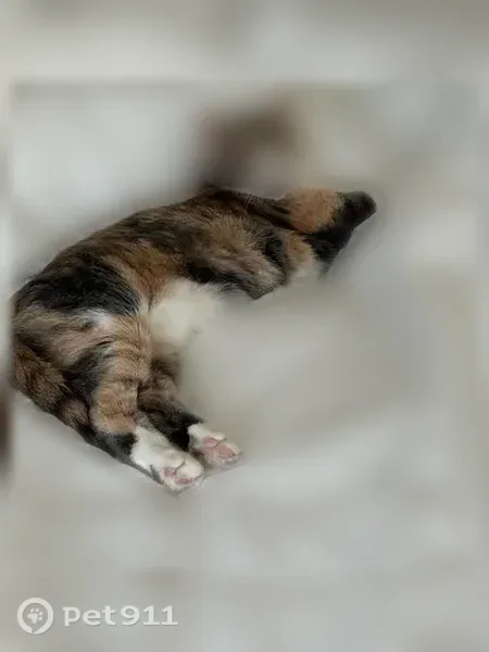 Lost cat, Dewey Street, 11568, Parker — muted calico with green-yellow eyes - photo