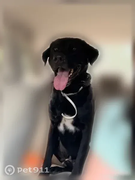 Found dog, Jenny Lane, 1230, Rockport — black male dog, white front left foot - photo