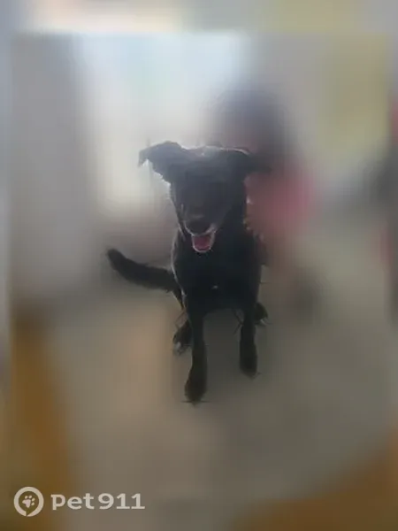 Lost dog, West Rockhill Point Cove, 892, Arlington - black lab with tinsel on her right ear - photo
