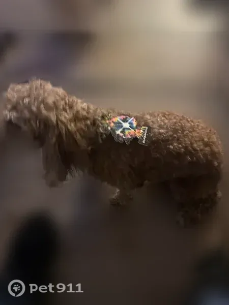 Lost dog, Parkville, Maryland, Martinsburg - brown with a light patch on nose - photo