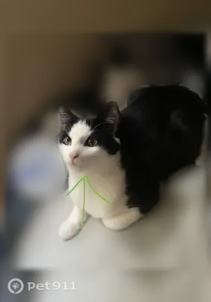Lost cat, Eastern Road, 1530, Norton, Columbus - male, sweet but skittish - photo