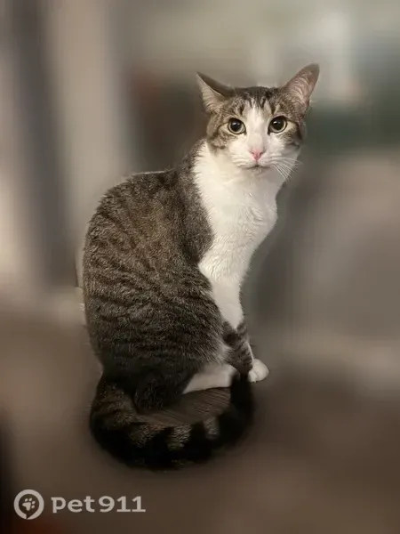 Lost cat, Park at Crystal Falls apartment complex, Leander - grey striped and white male tabby - photo