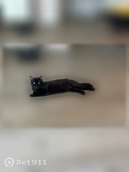 Lost cat, Delta Drive, Waxahachie - black cat with greenish yellow eyes - photo