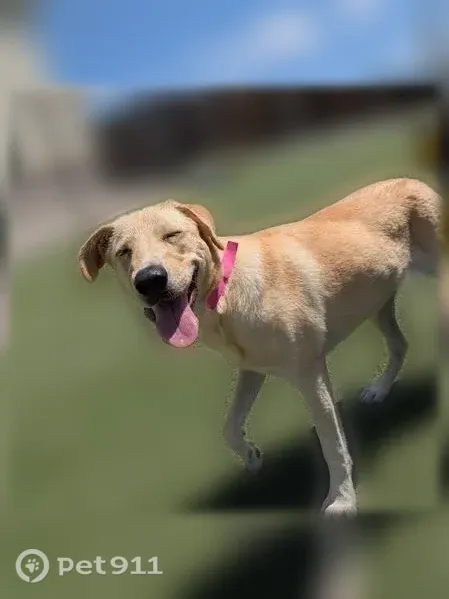 Lost dog, East Union Avenue, 7693, Denver - female, microchipped - photo