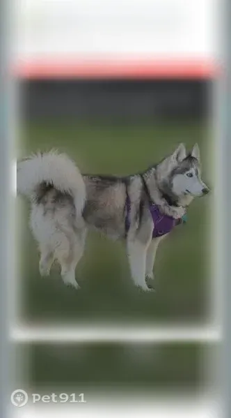 Lost dog, Spinner Court, 8116, Pickerington - female Siberian Husky - photo