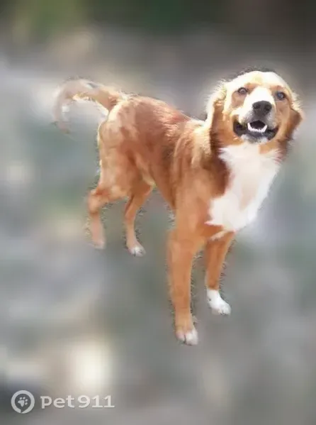 Lost dog, Hoda Drive, 8702, Conroe, Houston - male, golden brownish red coat, white chest - photo