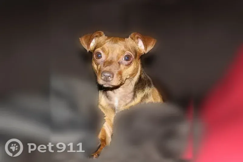 Lost dog, Colgate Street, 21328, Farmington Hills — older brown MinPin, hard of hearing and going blind - photo