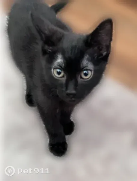 Lost cat, North Oakley Boulevard, 1002, Chicago - small black kitten with green eyes - photo