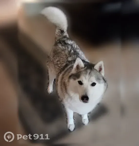 Lost dog, Weslaco, Texas, Houston — shy and friendly male Siberian Husky - photo