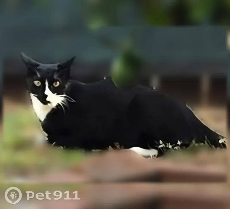 Lost cat, West San Bernardino Road, 300, Covina - male tuxedo cat - photo