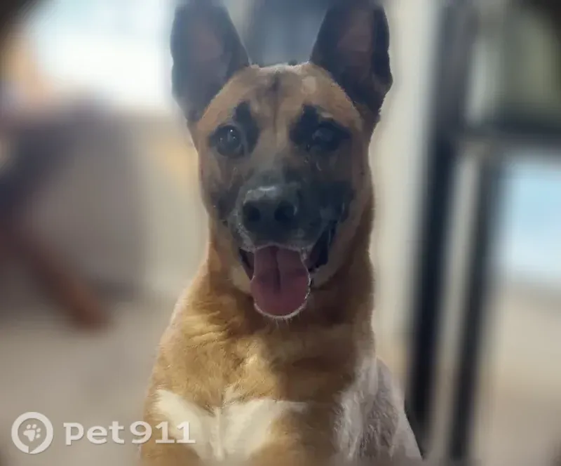Lost dog, Cary, North Carolina, Arlington - very sweet German shepherd mix - photo