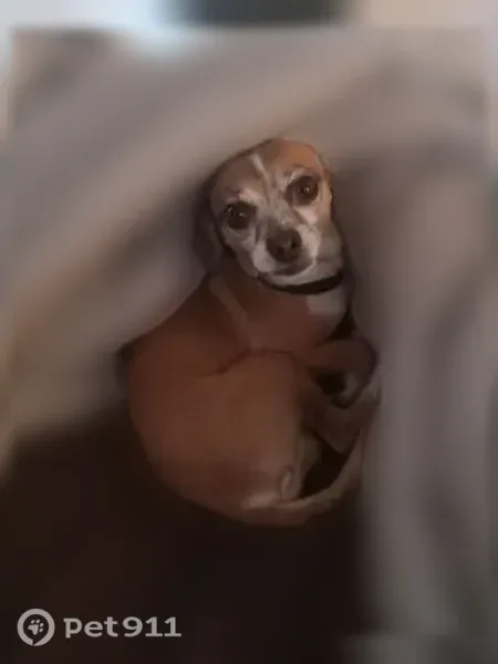 Lost dog, Santa Clara - small brown and white Chihuahua - photo