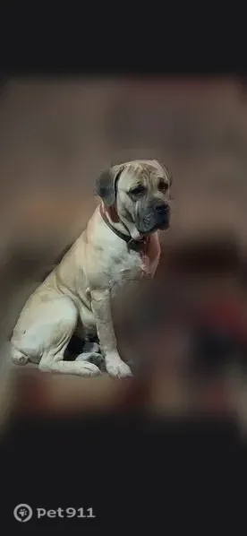 Lost dog, Salsbury Lane, 8813, Oklahoma City — male, fawn with a black mouth - photo