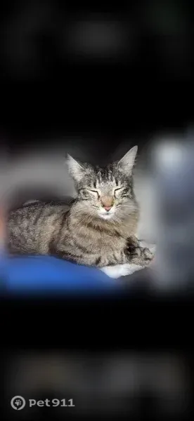 Lost cat, Dallas, Texas - super sweet, no collar - photo