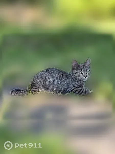 Lost cat, Flowerdale Avenue, 7202, Cleveland, Cincinnati - tabby cat, 5-6 months old - photo
