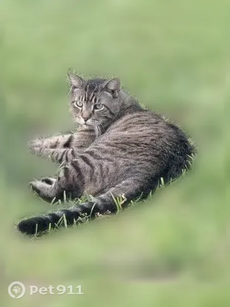 Lost cat, The Woods Drive West, 2467, Atlanta - big male with collar - photo