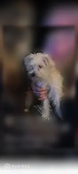 Lost dog, NC 55, Erwin - small white female - photo