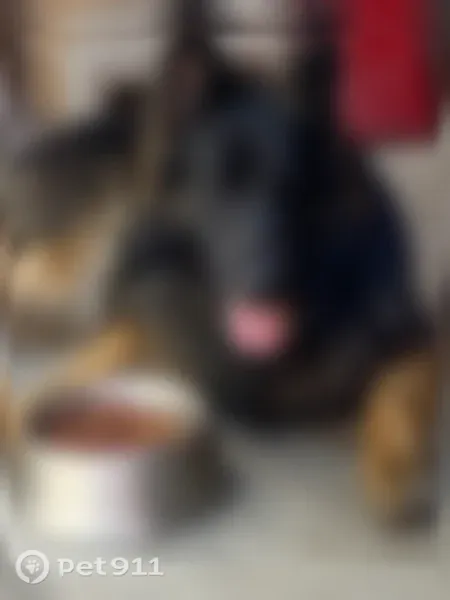 Lost dog, West 26th Street, Chicago - black with brown highlights - photo