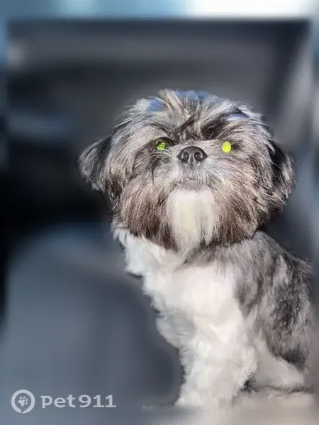 Lost dog, Maverick Drive, 87, Odessa - female, grey and white, about 9 lbs - photo