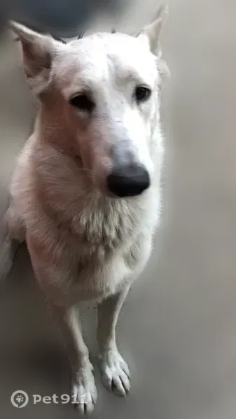 Lost dog, West 26th Street, Chicago — white fur - photo
