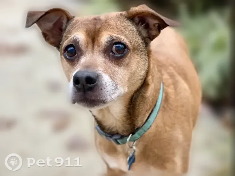 Lost dog, Perkinson Drive, 13828, Chester - 13-year-old Pit/Chihuahua mix - photo