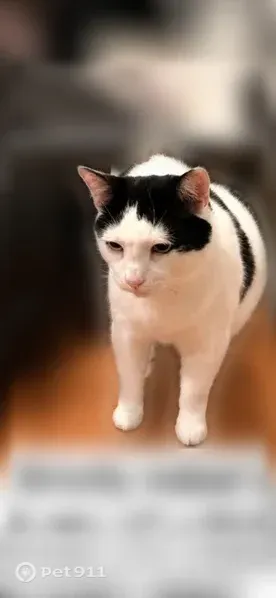 Lost cat, Lafayette Avenue, 73, Lake Grove, Arlington - white with black spots, black tail - photo