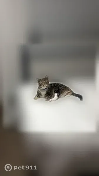 Lost cat, Saint Tropez Circle, Weston, Davie — male, blue collar, tabby - photo