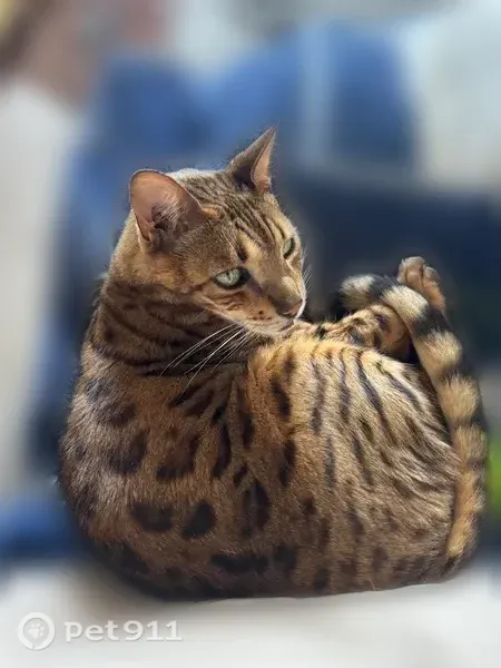 Lost cat, 11th Avenue Southwest, 34122, Federal Way - male bengal in a cat harness - photo