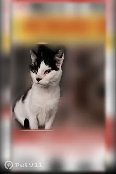 Lost cat, Pala Avenue, San Jose, Dothan — female, spayed, five black circles on her back - photo