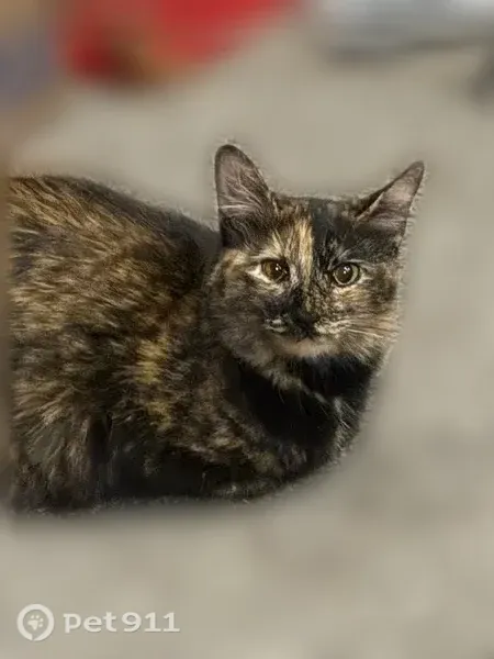 Lost cat, 14th Street, 28, Bonita Springs - indoor, friendly female - photo