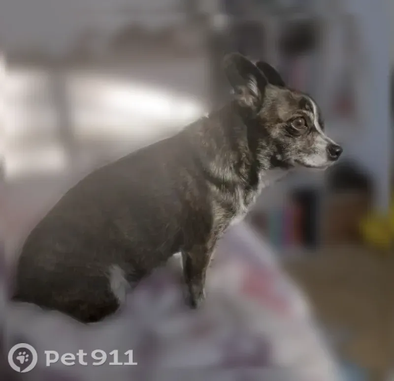Lost dog, North Pine Street, Spokane, Post Falls - female chiweenie, brindle - photo