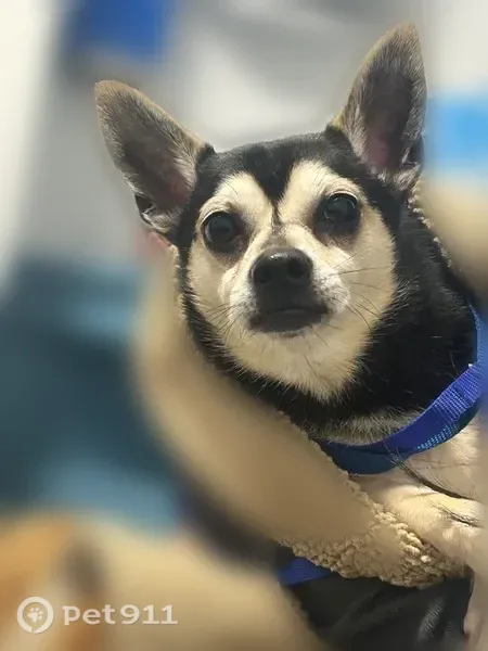 Lost dog, East Ash Lane, 800, Euless, Little Rock - male, heart-shaped face - photo