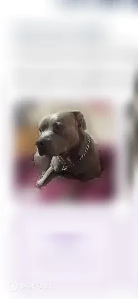 Lost dog, Indio, California, Yucca Valley — male, blue nose pitbull with a leash and blue collar - photo