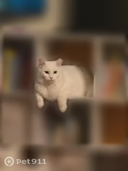 Lost male cat, Tate Road, 112, Corinth, Bangor - all white with golden eyes - photo