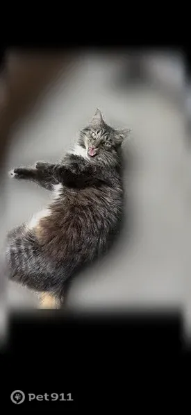 Lost cat, Parkview Lane, 12222, Burnsville, Arlington — grey, long-haired male - photo