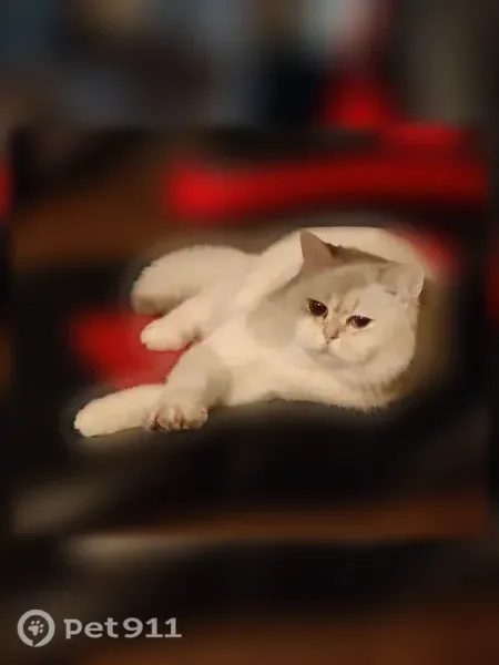 Lost cat, Oakhaven Drive, 19840, Saratoga, Philadelphia - white British shorthair, timid - photo