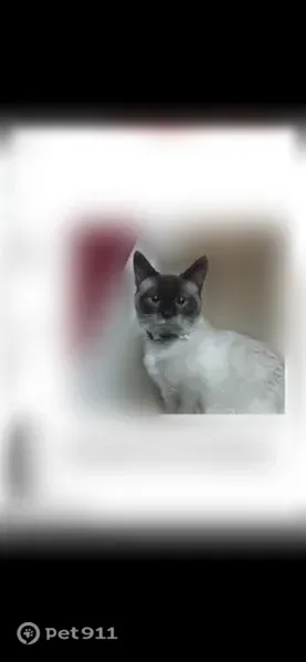 Lost cat, Beowulf Circle, 9350, Rosedale - sweet Siamese male - photo